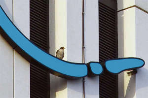 Peregrine falcon on EMC (image: NRC)