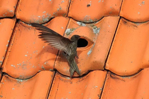Common swift entering a roofing tile