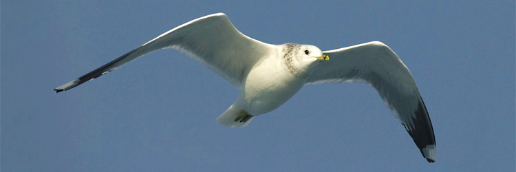 Vogelbescherming Nederland